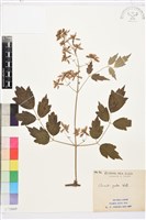 串鼻龍藏品圖，第1張