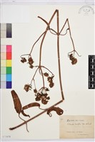 披針葉鐵線蓮藏品圖，第1張