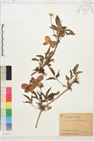 繡球藤藏品圖，第1張