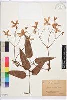 小木通藏品圖，第1張