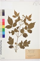 葡萄葉鐵線蓮藏品圖，第1張