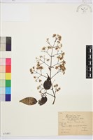 小蓑衣藤藏品圖，第1張