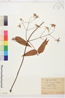 登錄號:S071883藏品圖，第1張