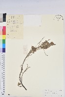 毛葉鐵莧菜藏品圖，第1張