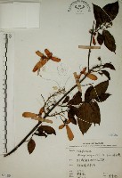 猿尾藤藏品圖，第1張