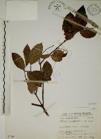 猿尾藤藏品圖，第1張
