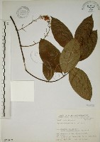 猿尾藤藏品圖，第1張