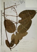 猿尾藤藏品圖，第1張