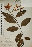 猿尾藤藏品圖，第1張