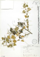 冬葵子藏品圖，第1張