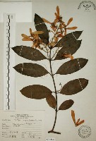 猿尾藤藏品圖，第1張