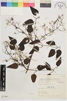 威靈仙藏品圖，第1張