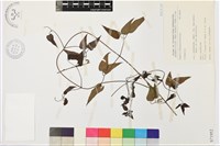 登錄號:S071952藏品圖，第1張