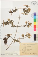 巴氏鐵線蓮藏品圖，第1張