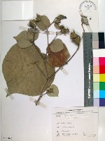 黃槿藏品圖，第1張