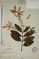 猿尾藤藏品圖，第1張