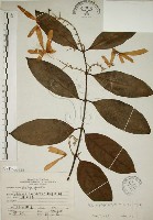 猿尾藤藏品圖，第1張