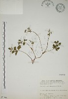 玉山茴香藏品圖，第1張