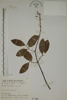 猿尾藤藏品圖，第1張