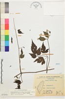 巴氏鐵線蓮藏品圖，第1張