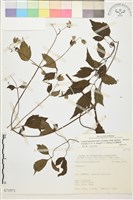 巴氏鐵線蓮藏品圖，第1張