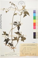 巴氏鐵線蓮藏品圖，第1張