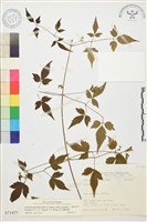 巴氏鐵線蓮藏品圖，第1張