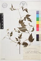 巴氏鐵線蓮藏品圖，第1張