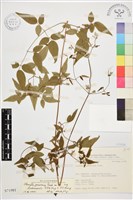 梨山小蓑衣藤藏品圖，第1張