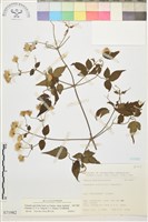 巴氏鐵線蓮藏品圖，第1張