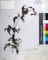 臺灣鐵線蓮藏品圖，第1張