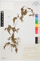 臺灣鐵線蓮藏品圖，第2張