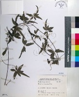 臺灣鐵線蓮藏品圖，第1張