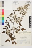 梨山小蓑衣藤藏品圖，第1張