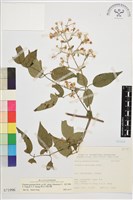 梨山小蓑衣藤藏品圖，第1張