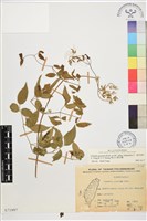 梨山小蓑衣藤藏品圖，第1張