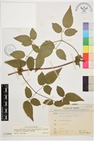 梨山小蓑衣藤藏品圖，第1張