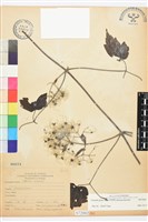 串鼻龍藏品圖，第1張