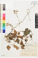 串鼻龍藏品圖，第1張