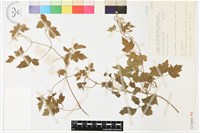 串鼻龍藏品圖，第2張