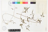 串鼻龍藏品圖，第2張