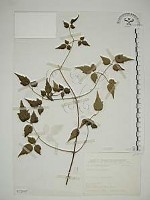 串鼻龍藏品圖，第1張