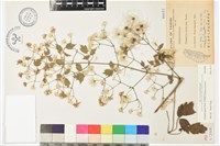 串鼻龍藏品圖，第1張