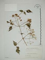 串鼻龍藏品圖，第1張