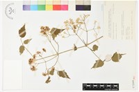 串鼻龍藏品圖，第2張