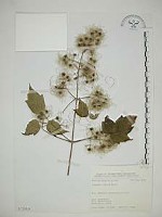 串鼻龍藏品圖，第1張