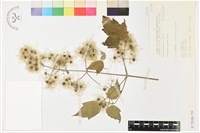 串鼻龍藏品圖，第2張