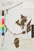 薄單葉鐵線蓮藏品圖，第1張