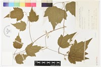 串鼻龍藏品圖，第1張