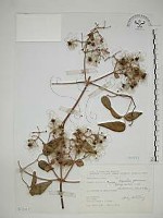 梨山小蓑衣藤藏品圖，第1張